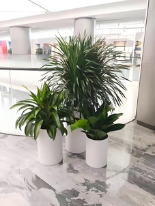 北仑绿植租摆价格